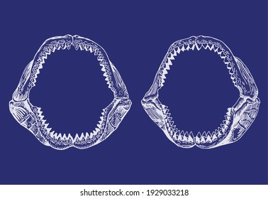 Two White Megalodon Jaws On Blue Background, Color Shark Jaws ,vector Sketch	