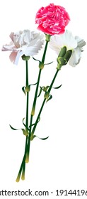 Two white and one red carnation flower bouquet symbol memory. Vector illustration isolated on white