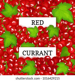 Two white rectangle label on red berry background. Vector card illustration. Red currant fruit and leaves for packaging design juice, jam, ice cream, smoothies, detox, cosmetics, tea.