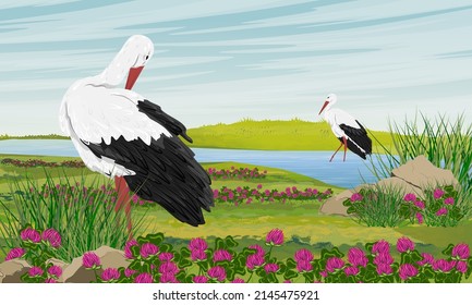 Two white storks in a meadow with clover and a river. Water birds. Realistic vector landscape	