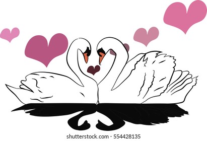 two white swans in love