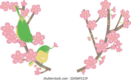 Two white-eye perched on a cherry branch illustration material
