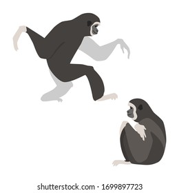 Two white-handed gibbons. Illustration of walking and sitting gibbons drawn in a flat style. Isolated objects on a white background. Vector 8 EPS