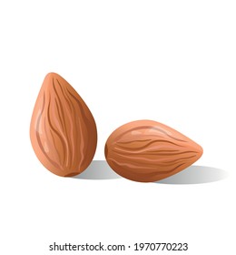 Two whole almonds nuts. Vector realistic design element illustration. Isolated on white background. 