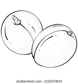Zwei ganze Aprikosen. Vektorgrafiken in handgezeichneter Skizze-Doodle-Stil. Line-Art-Früchte einzeln auf Weiß. Element zum Färben von Buch, Design, Druck.