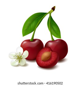 Two whole cherry berries with stem and leaves, half with seed, flower isolated on white background. Realistic vector illustration.