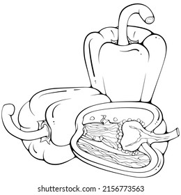 Two whole and half standing and lying paprika pepper. Vector illustrations in hand drawn sketch doodle style. Line art botanical food isolated. Close up vegetable. Element for coloring book, design
