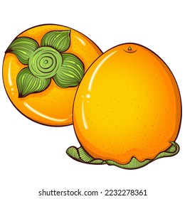 Dos persimones naranjas enteros. Ilustraciones de color vectorial en estilo de dibujos animados a mano. Comida orgánica fresca aislada en blanco. Cierra la fruta del persimón. Elemento para libro de cocina, pegatina, diseño, impresión
