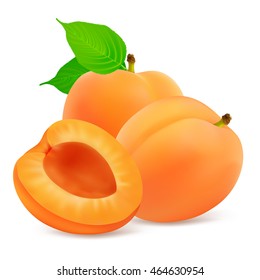 Two whole ripe apricot fruit with half and leaves isolated on white background. Realistic vector illustration.