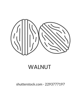 Two whole walnuts line icon in vector, nuts illustration.