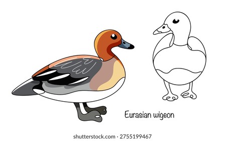 Two wigeon ducks, each in a different configuration, are drawn. This medium-sized bird has a brown head, gray back, and white spots on its belly and wings. Simple vector illustration.
