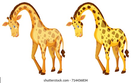 Two wild giraffes on white background illustration