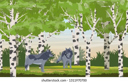 Two wolves in a birch grove. Wild predators of the forest. Animals of Europe and America. Realistic Vector Landscape