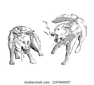 Two wolves fighting. Isolated objects on white background. Vector illustration in sketch style