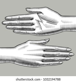 Two woman's hands palm down and palm up. Vintage engraving stylized drawing. Vector illustration
