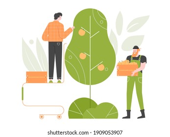 Two workers are picking fruits from an apple tree. Farming, agriculture, fruit growing. Seasonal healthy food. Vector flat illustration.