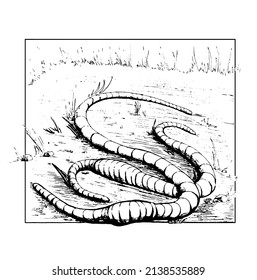 Two worms lie on the ground among the grass. Black and white vector illustration.