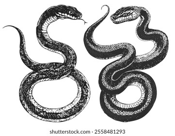 Two writhing snakes, graphics, black and white image, sketch, tattoo concept, year of the snake, without background, symbol of wisdom.