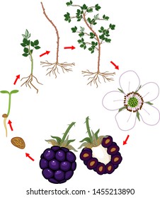 Two year life cycle of blackberry plant isolated on white background. Growth stages from seed to scrub with harvest of ripe berries