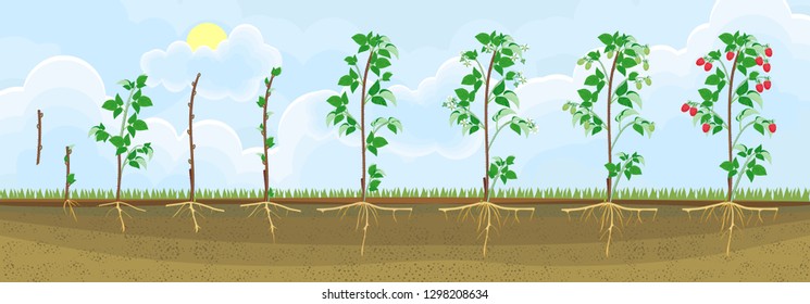 Two year life cycle of raspberry. Growth stages from propagule (stem cutting) to scrub with harvest of red berries