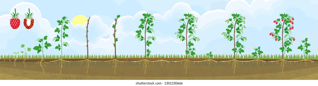 Two year life cycle of raspberry. Growth stages from seed to scrub with harvest of red berries