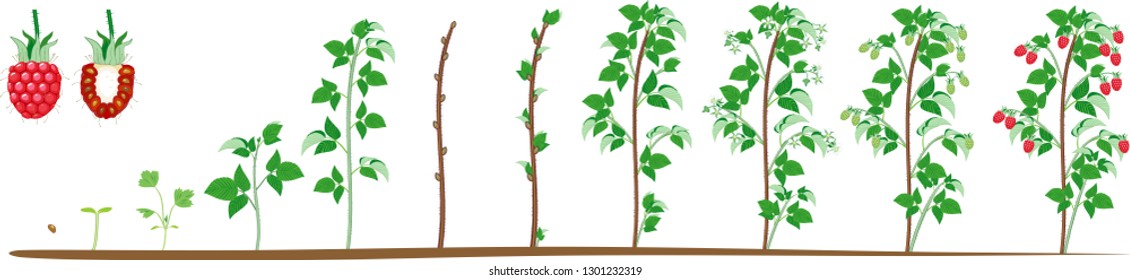 Two year life cycle of raspberry isolated on white background. Growth stages from seed to scrub with harvest of red berries