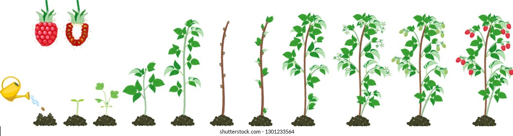 Two year life cycle of raspberry isolated on white background. Growth stages from seed to scrub with harvest of red berries
