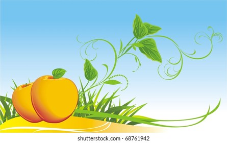 Two yellow apples among grass. Vector