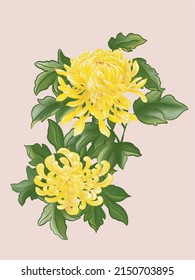 Two yellow blooming Spider Chrysanthemum flowers and many green leaves.