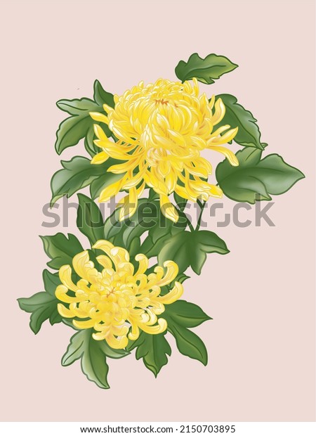 Two yellow blooming Spider Chrysanthemum flowers\
and many green leaves.
