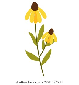 two yellow coneflower blossoms with dark brown cone centers