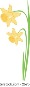 Two yellow daffodils