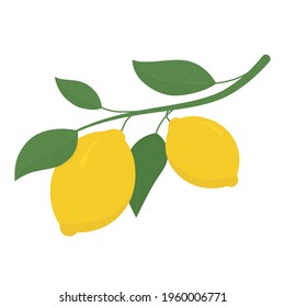 Two yellow lemons on a branch. Lemon is a sour fruit high in vitamin C. Vector illustration