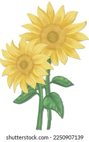 Two yellow sunflowers on a white background