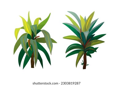 Two young Dracaenas. Green, bushy tropical plants isolated on white background. Realistic vector digital botanical illustration in watercolor style