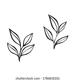 Dos jóvenes brotes. El contorno del vector es negro sobre blanco. Hierbas con hojas.   Ilustración gráfica de hierbas dibujada a mano. Se puede usar para comida orgánica, diseño médico, tema natural y para la página de libros de colorantes.