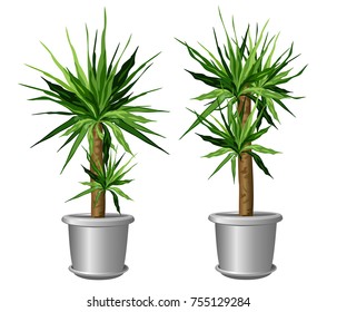 Two yucca plants in pots (Yucca aloifolia,  aloe yucca, dagger plant). Vector illustrations isolated on white background for interior design.