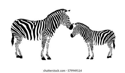 Two zebra. Black and white illustration, isolated on white background.