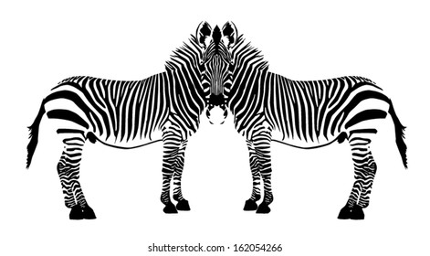 two zebras