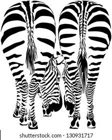 Two zebras eating grass - pose from the back. Isolated vector image on white background
