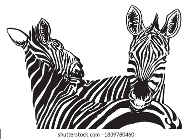 Two zebras isolated on white background, vector illustration, lovely pair