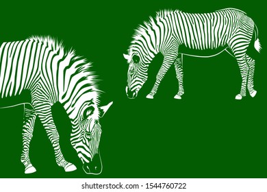 Two Zebras on green background. Vector illustration EPS10