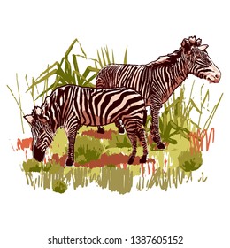 Two zebras standing in the steppe landscape. Vector graphics drawn in the technique of rough brush in calm colors