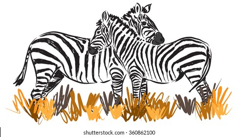 two zebras together illustration