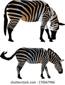 two zebras - vector