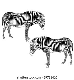 Two zebras. Vector illustration.