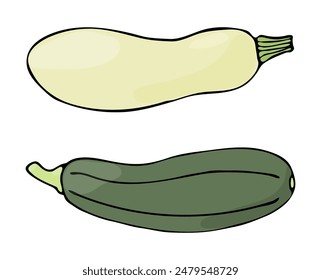 Zwei Zucchini isoliert auf einem weißen Hintergrund. Vektorillustration von Gemüse.  Zucchini in handgezeichnetem Stil.