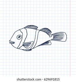 Twoband anemonefish vector draw