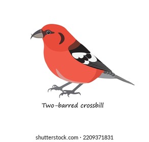 Two-barred crossbill isolated on white background. Vector illustration