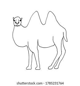 Two-humped camel vector illustration. Isolated on white background. For colouring pages.